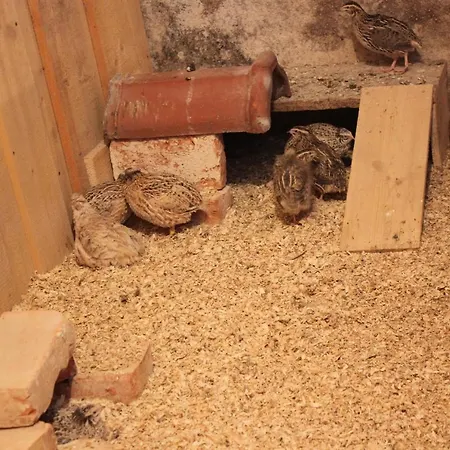 Zwergbachhof Lejlighed *